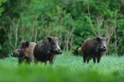 Three Feral Hogs in Field 