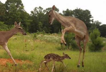 Three Deer in Field 