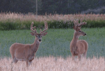 Two Bucks in Field 