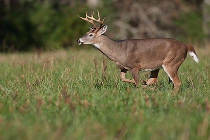 Whitetail Deer Walking Through the Field 