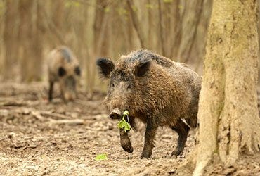 Feral Hogs in Woods