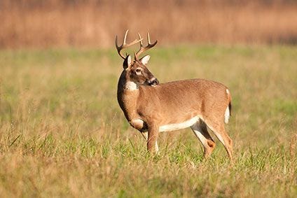 Whitetail Deer in Field 