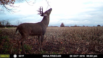 Whitetail Buck Caught on Moultrie Trail Camera 