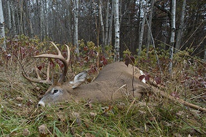 Large Buck Laying on the Ground in the Woods 