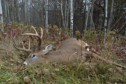 Large Buck Laying on the Ground in the Woods 