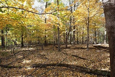 Leaves Falling in the Woods