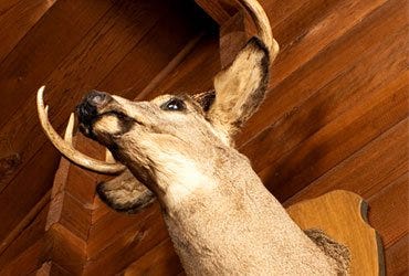 Whitetail Deer Mounted on Wall 
