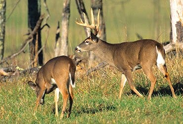 Two Whitetail Deer