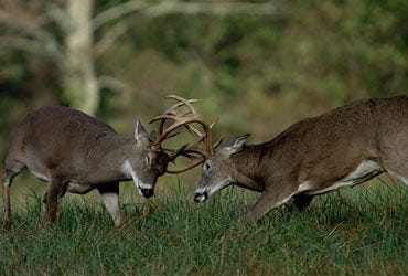 Two Bucks Fighting in Field 