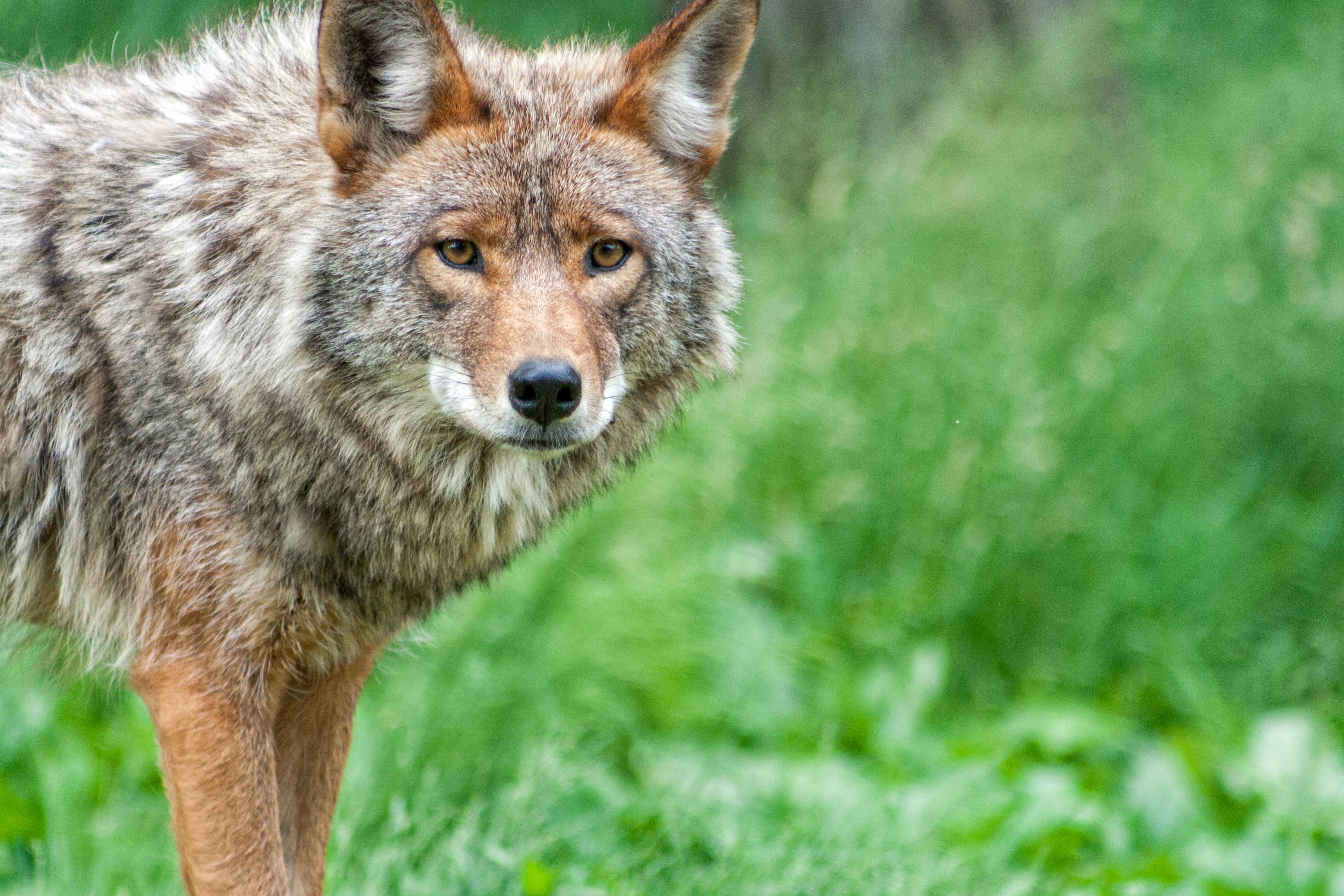 Summertime Coyote Hunting