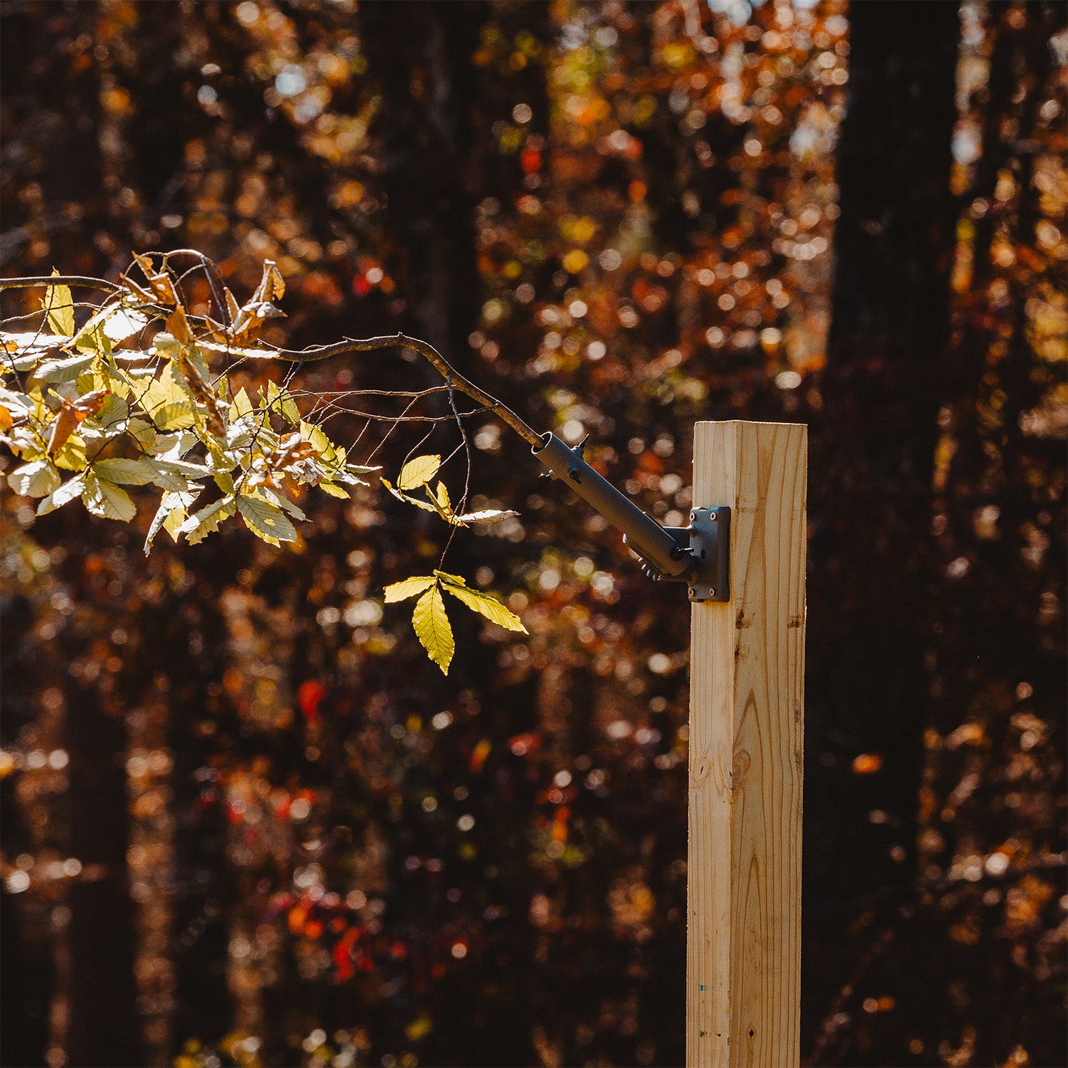 Buck Angler Licking Branch System mounted on a fence post