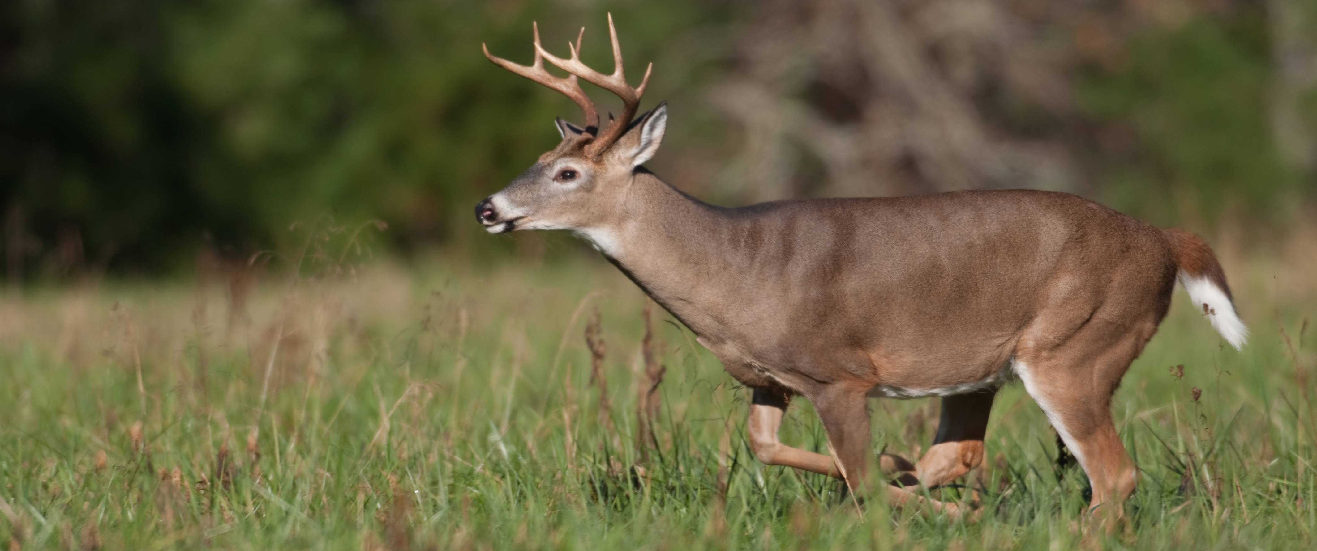 Buck in Field