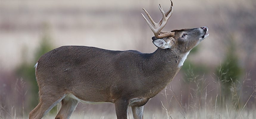 Deer scent sales