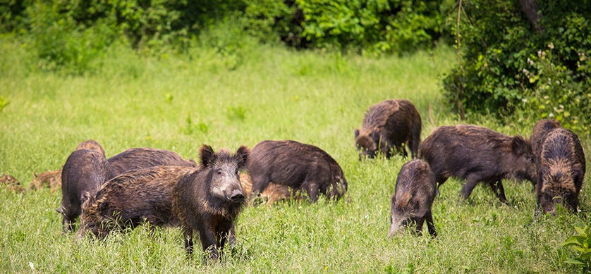 Wild Hogs